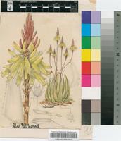 Aloe wickensii Pole-Evans var. lutea Reynolds