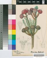 Brunia stokoei E.Phillips
