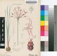 Nerine frithii L.Bolus