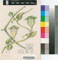 Ceropegia sandersonii Decne. ex Hook.