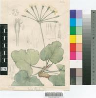 Pelargonium pulverulentum Colvill ex Sweet