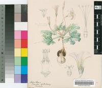 Oxalis lupinifolia Jacq.