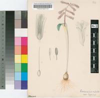 Lachenalia rubida Jacq.