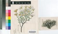 Dimorphotheca cuneata (Thunb.) Less.
