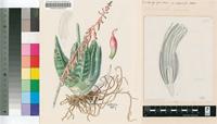 Gasteria carinata (Mill.) Duval