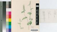 Disperis micrantha Lindl.