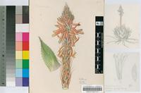 Aloe pratensis Baker