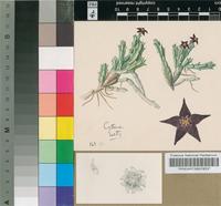 Pachycymbium ubomboense (I.Verd.) M.G.Gilbert