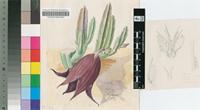 Stapelia leendertziae N.E.Br.