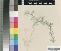 Lycium salinicola I.Verd.