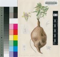 Raphionacme galpinii Schltr.