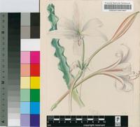 Crinum lugardiae N.E.Br.