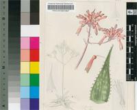 Aloe petrophila Pillans