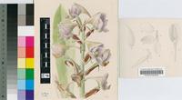 Disa crassicornis Lindl.