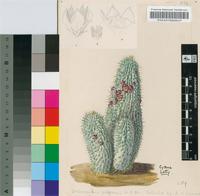 Trichocaulon piliferum (L.f.) N.E.Br.