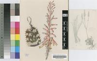 Aloe mutans Reynolds