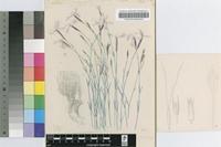 Dianthus kirkii Burtt Davy