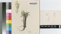 Euphorbia franksiae N.E.Br. var. franksiae