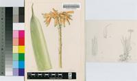 Aloe hlangapies Groenew.