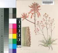 Aloe branddraaiensis Groenew.