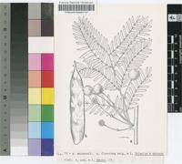 Acacia antunesii Harms