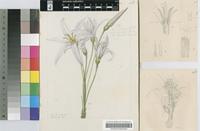 Vellozia retinervis (Baker) Baker