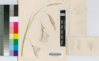 Dierama luteoalbidum I.Verd.