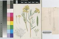 Lasiosiphon capitatus (L.f.) Burtt Davy