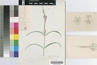 Ceropegia insignis R.A.Dyer