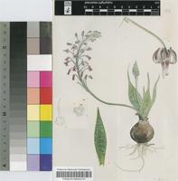 Scilla lanceaefolia (Jacq.) Baker