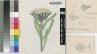 Brunia albiflora E.Phillips