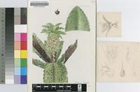 Eucomis humilis Baker