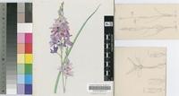 Ixia polystachya L. var. polystachya