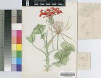 Pelargonium inquinans (L.) L'Hér.