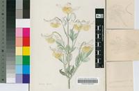 Clematopsis kirkii (Oliv.) Hutch.