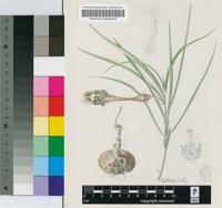 Ceropegia turricula E.A.Bruce