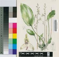 Eulophia dissimilis R.A.Dyer