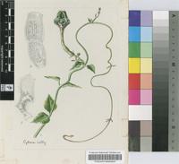 Ceropegia grandis E.A.Bruce