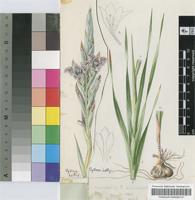Gladiolus vinosomaculatus Kies
