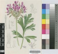 Pelargonium incrassatum (Andrews) Sims