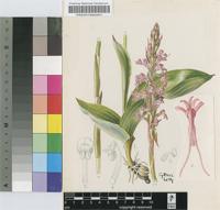 Satyrium speciosum Rolfe
