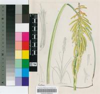 Kniphofia ichopensis Schinz var. aciformis Codd