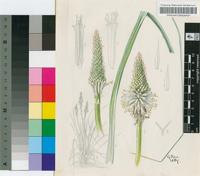 Kniphofia albescens Codd
