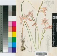 Gladiolus monticola G.J.Lewis ex Goldblatt & J.C.Manning