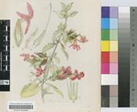 Petalidium rubescens Oberm.