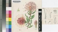 Leucospermum tottum (L.) R.Br. var. tottum