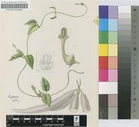 Ceropegia meyeri-johannis Engl. var. angiensis (De Wild.) H.Huber