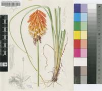 Kniphofia obtusiloba A.Berger