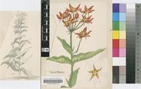 Stathmostelma spectabile (N.E.Br.) Schltr.