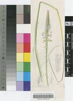 Kniphofia buchananii Baker